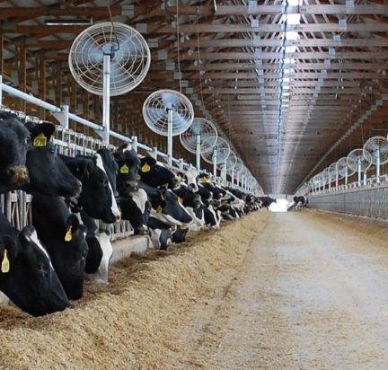 ventilateur-basket-fan